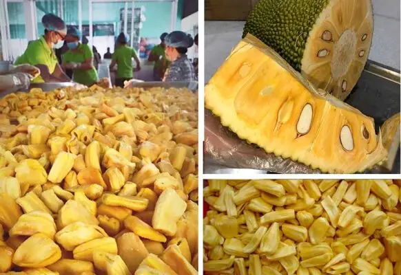 Quy trình sản xuất mít sấy hihofood